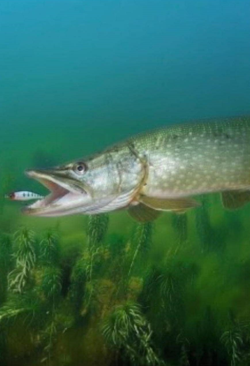 Pike Fishing